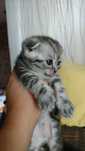 Котята шотландские