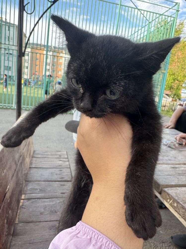 Котенок кот ищет дом