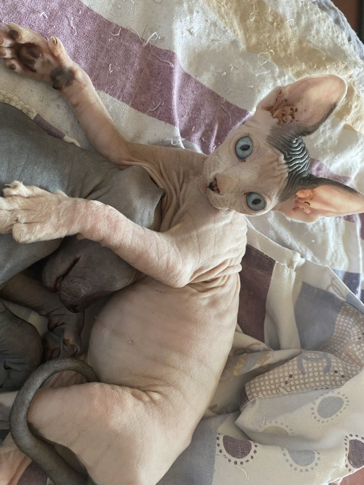 Продается котенок