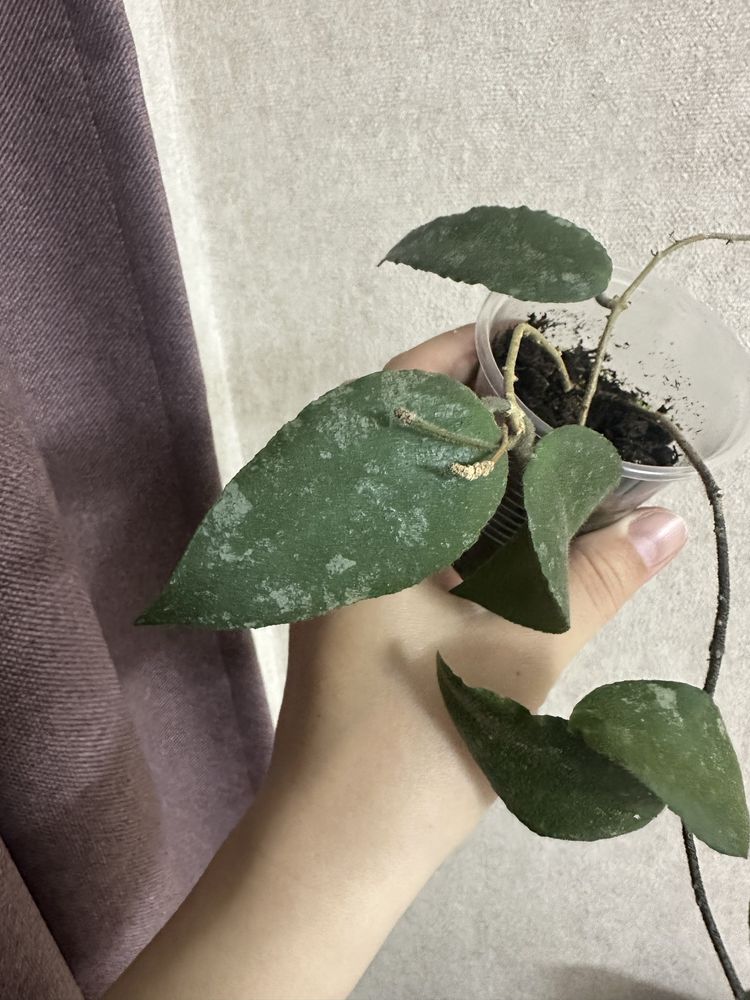 Продам черенки Хойя  CAUDATA SUMATRA