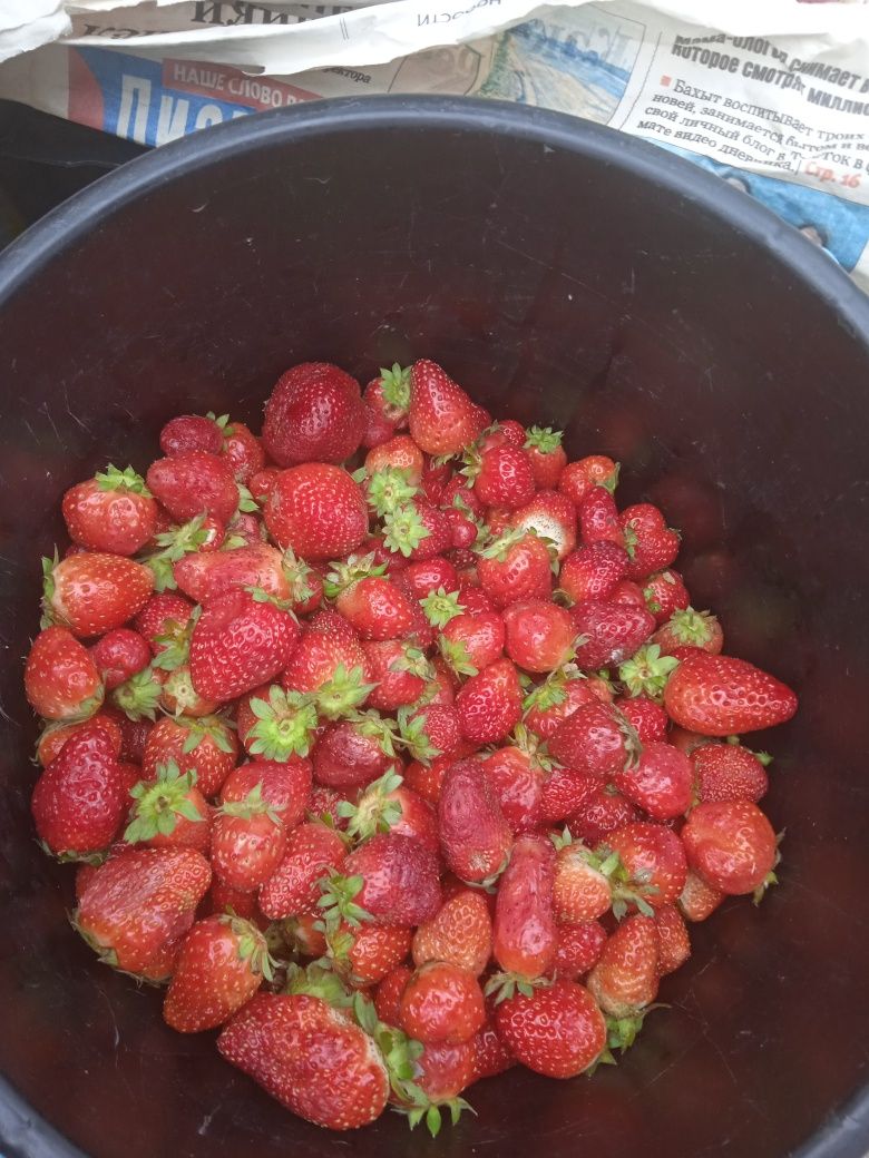 Клубника дачная с доставкой