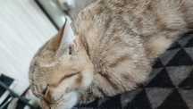 Продам 3х месячного котенка шотландской породы
