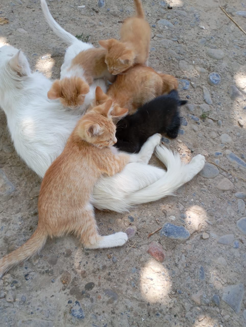 Котята домашние      .