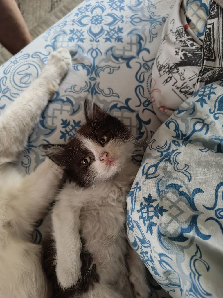 Отдам котенка в хорошие руки