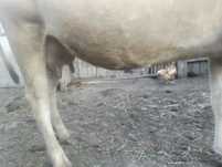 Продам корову 3 отела