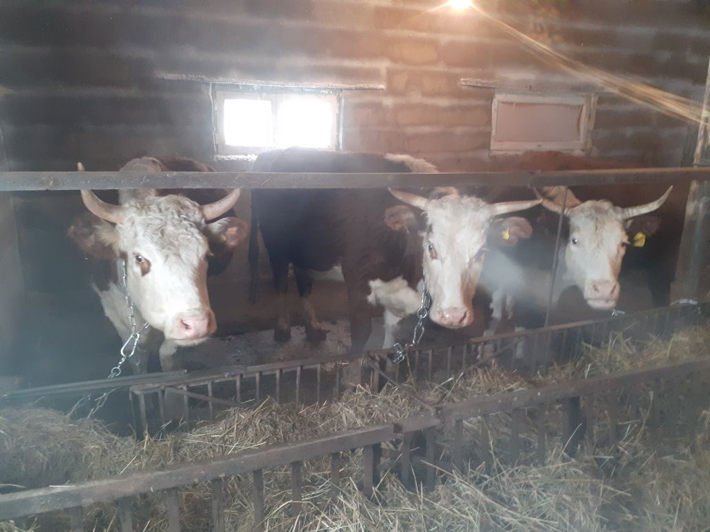 Продам дом готовый под ведение животноводства