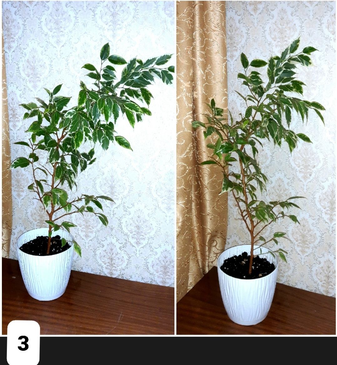 Распродажа. Аглаонема, молочай, диффенбахия, фикус Бенджамина, спатифф