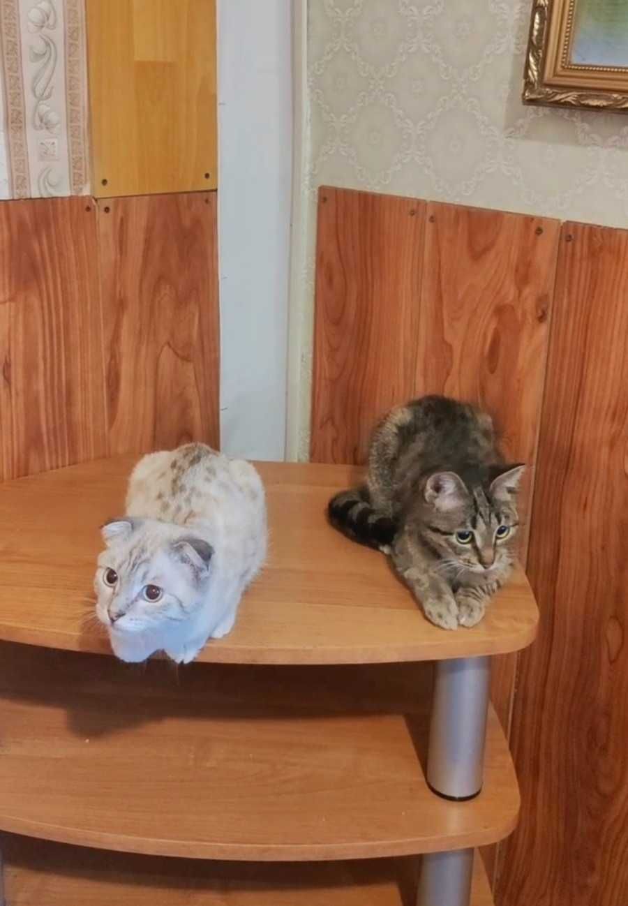 Котики-подростки ищут дом