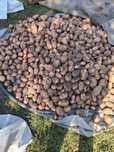 Картофель домашний