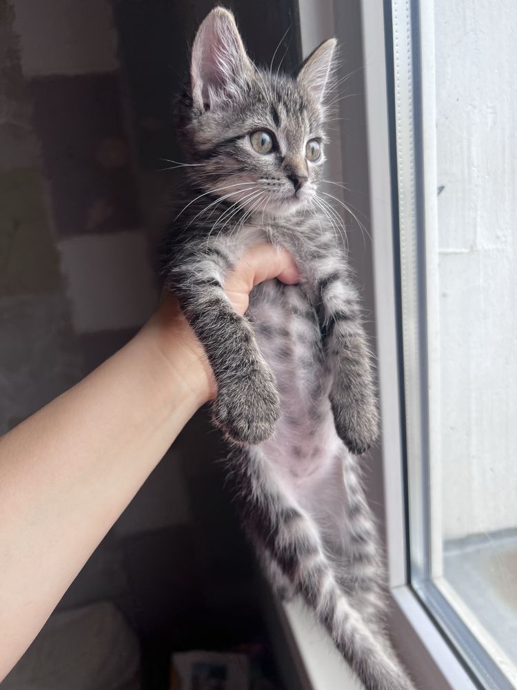 Котят в добрые руки бесплатно