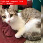 Ищем дом красивой кошечке, стерилизованная