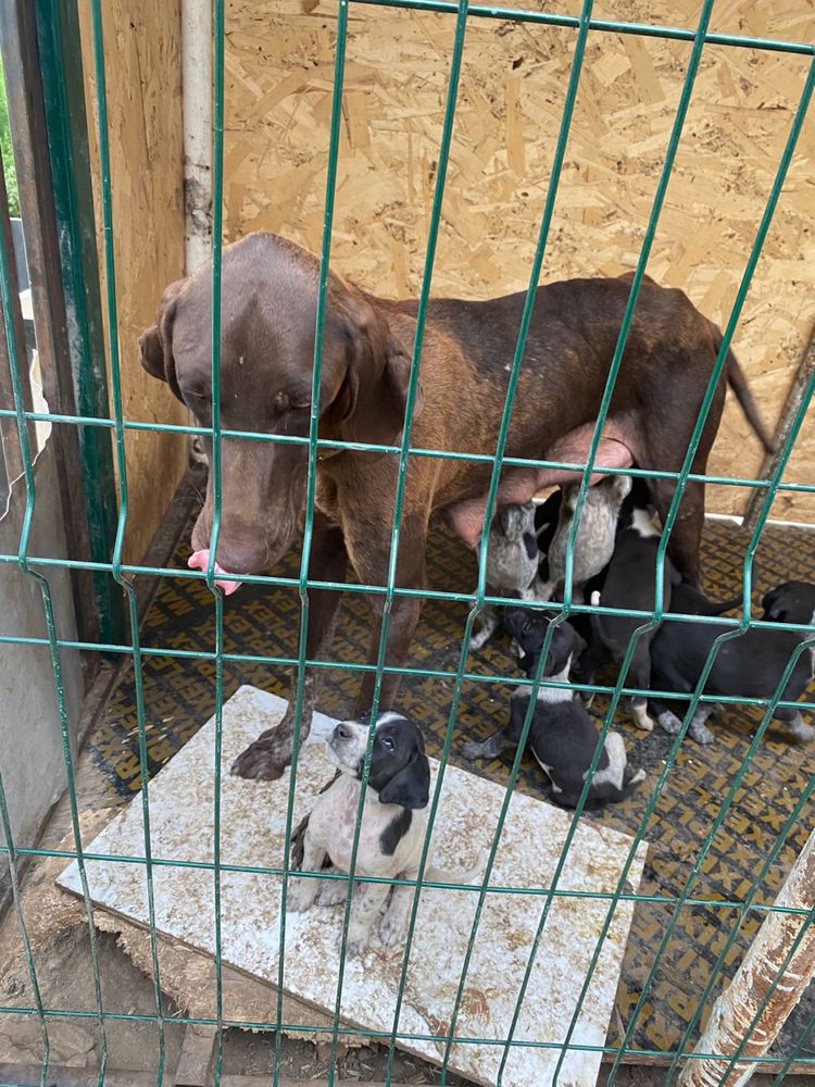 Продам щенков курцхаар