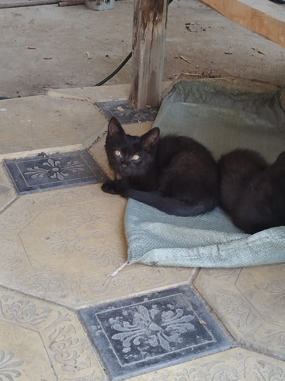 Отдадим котят в добрые руки