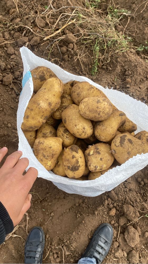 Продается картошка