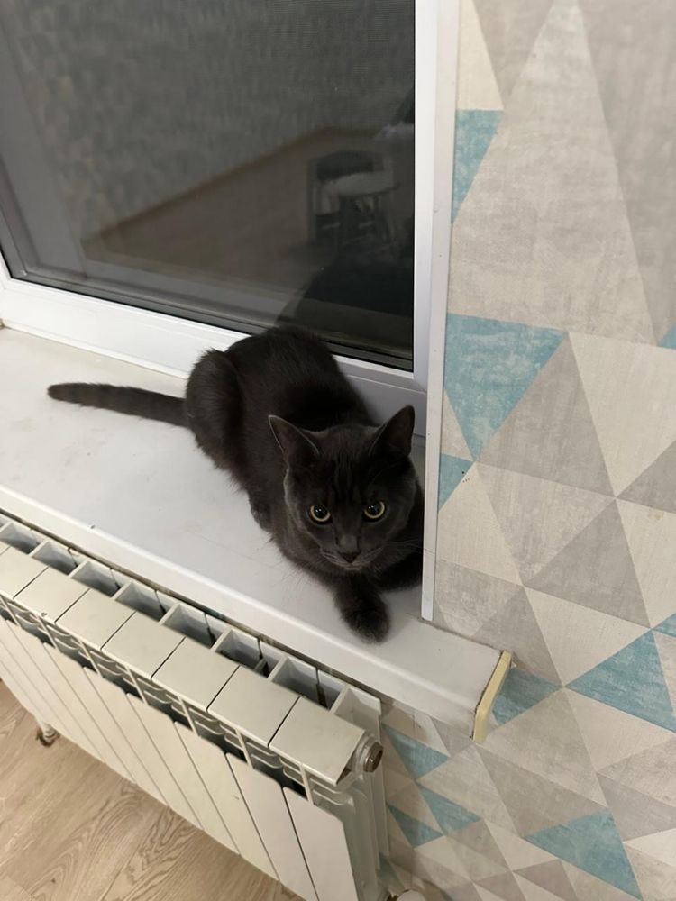 Срочно отдам в добрые руки