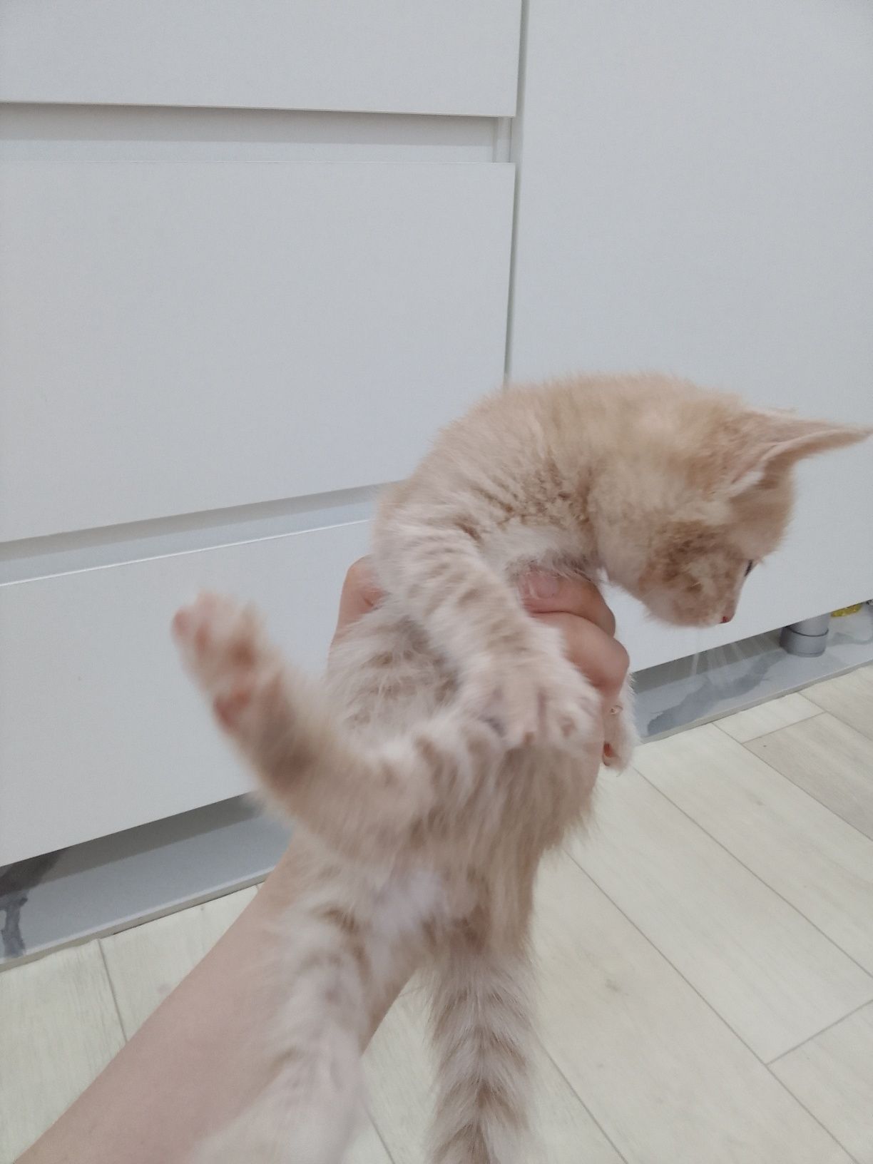 Котенок отдам добрые руки