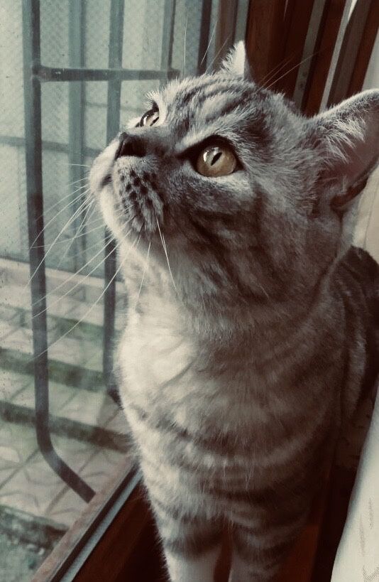 Отдам кота в хорошие , добрые  руки