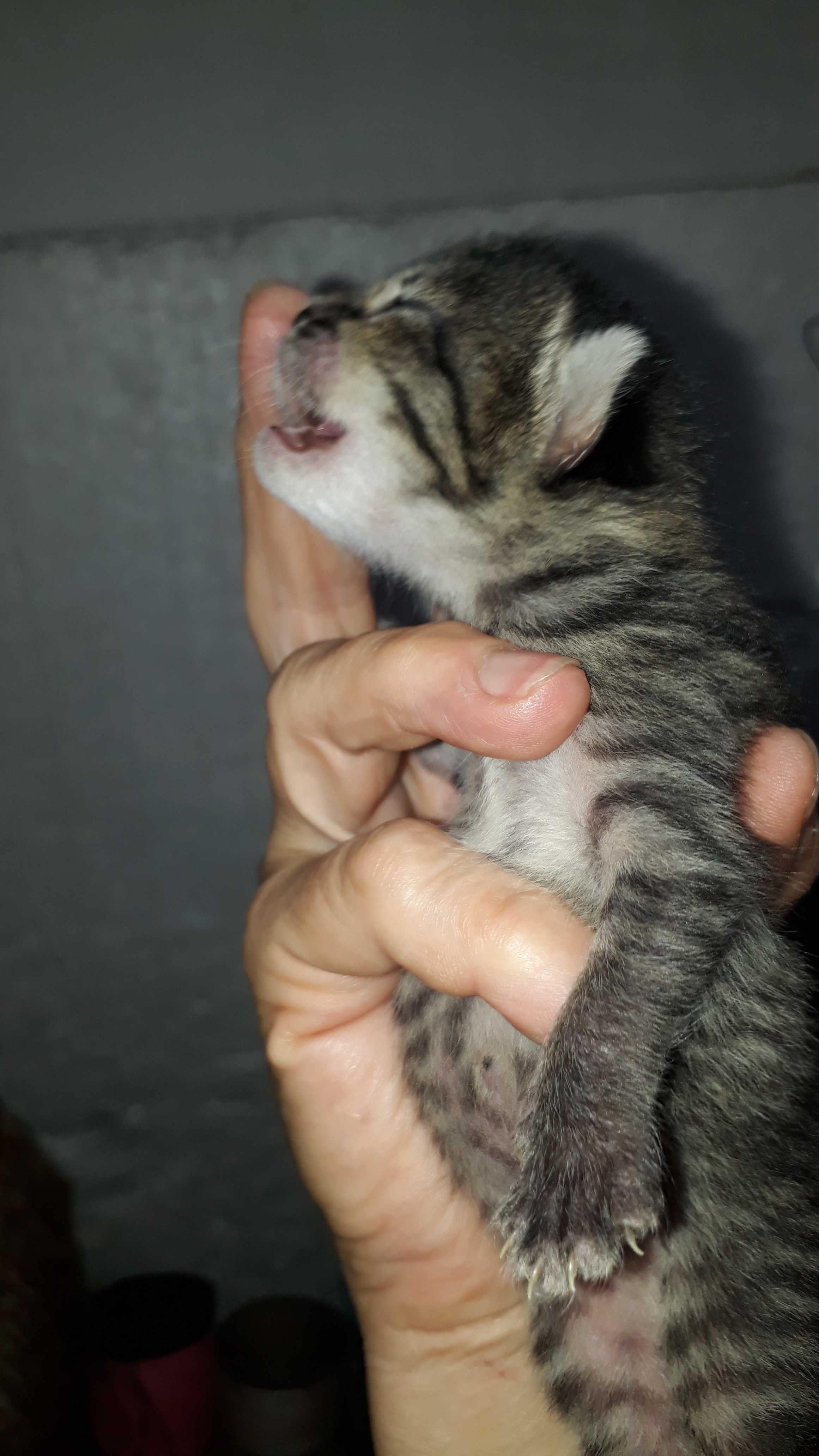 Подарю котят разных пород