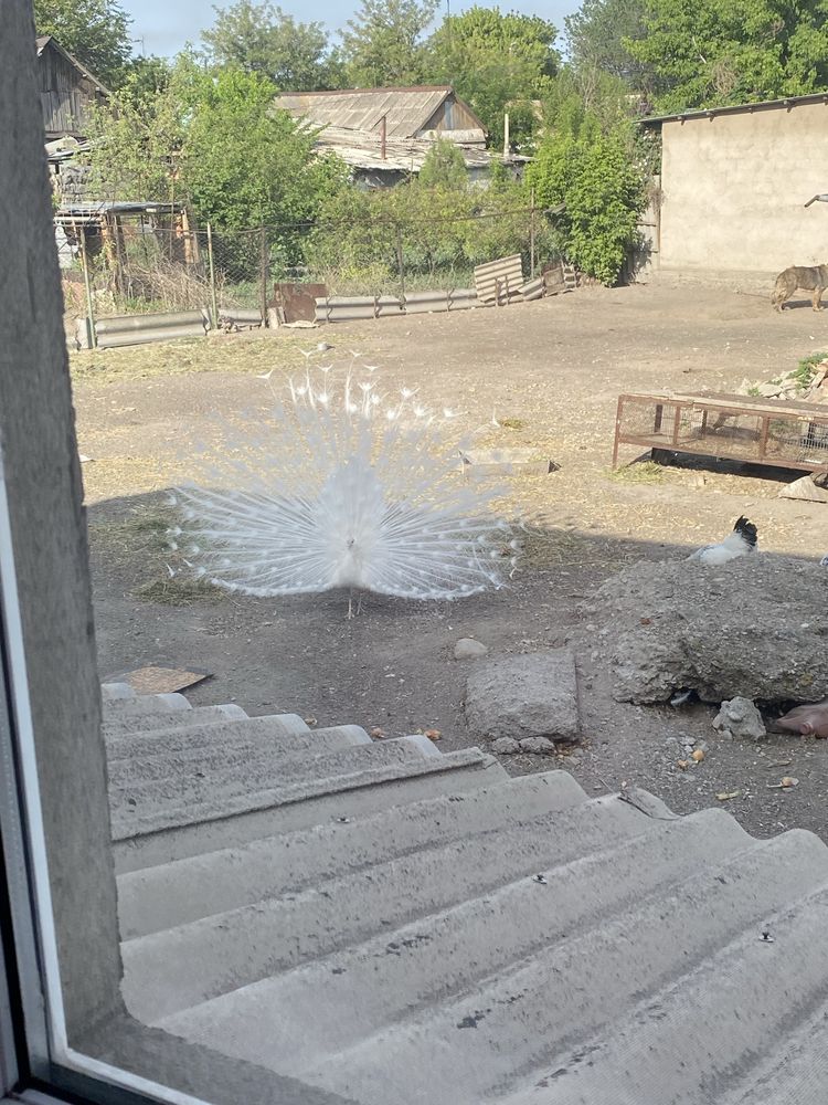 ақ түсті павлин еркек и қызы бар