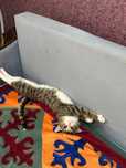 Отдам Кота       .