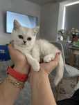 Котята шотландские вислоухие