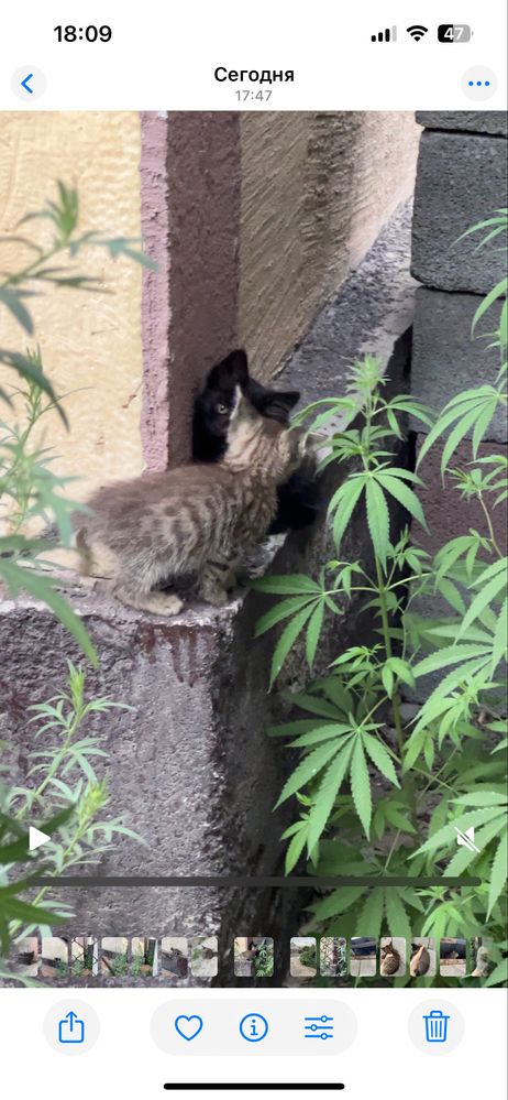Милые котята