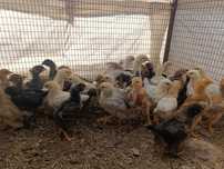 Продаются  домашние цветные красивые  цыплята 1.5 месяца