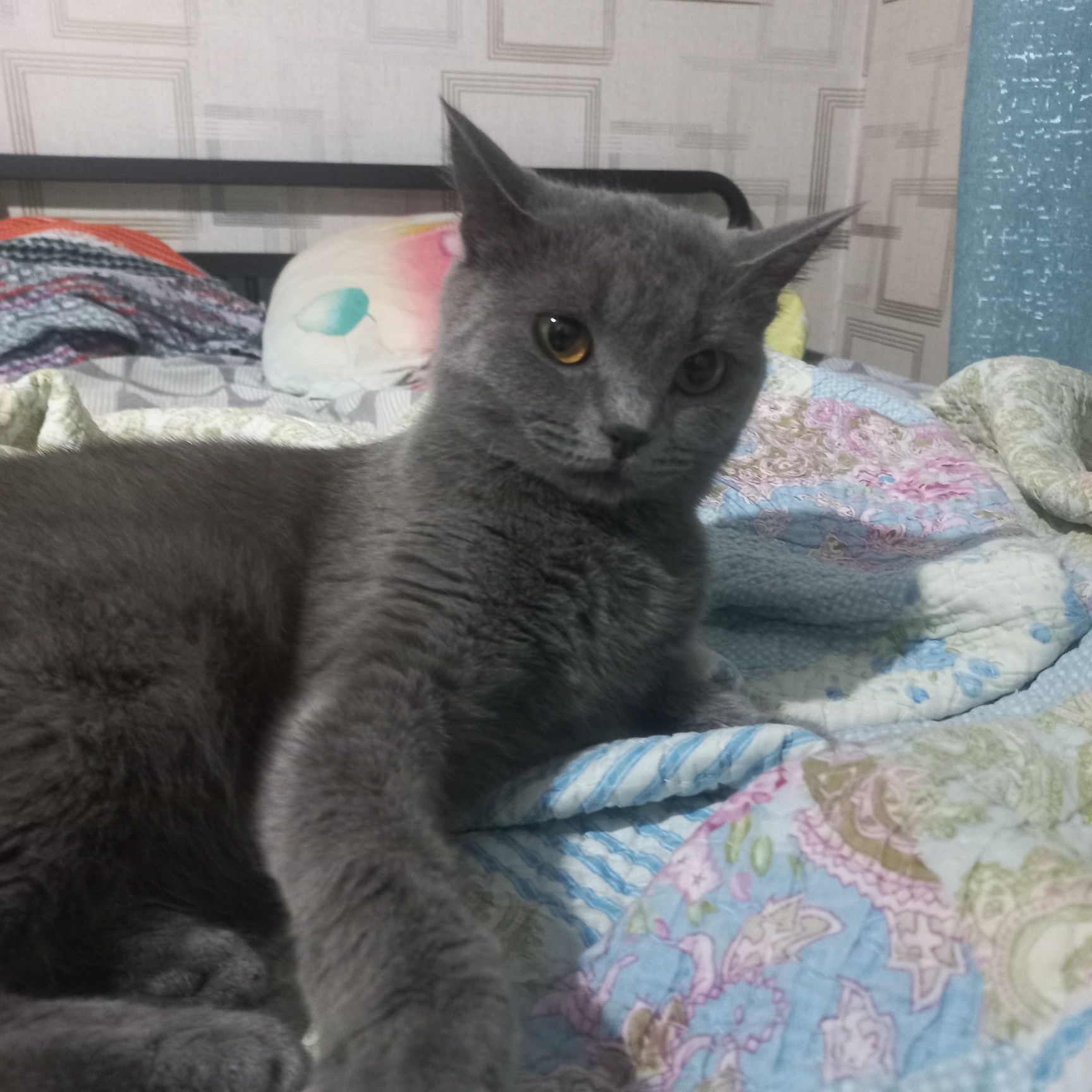 Отдам кошку девочку