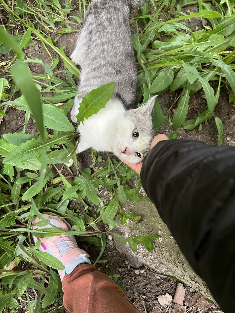 Отдам кота