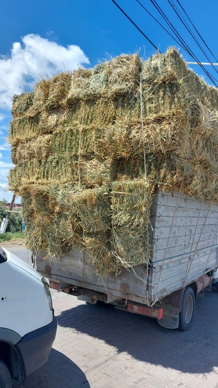 Жоңышқа, жонышка, қамыс прес сабан , бау қамыс, камыс бар. Жеткізу тег