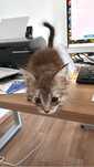 Котенок ищет дом