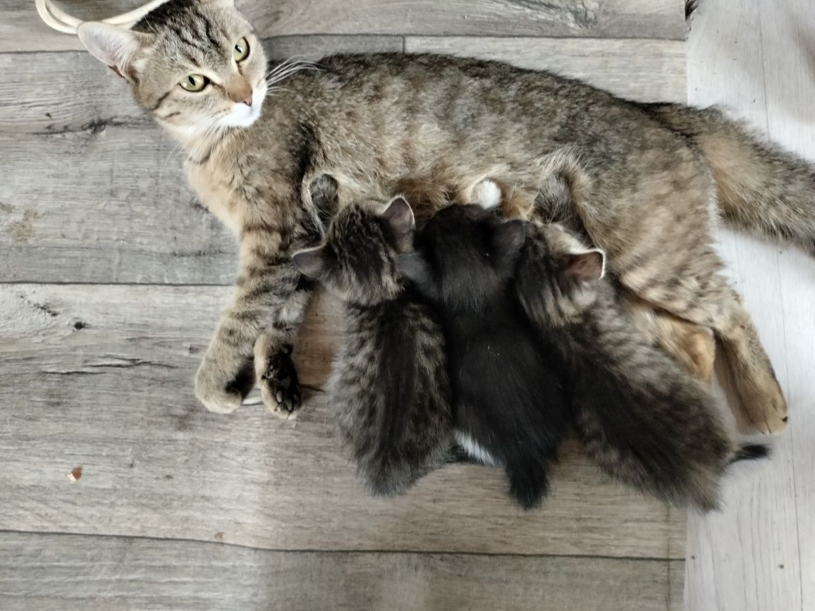 отдам даром котят и кошку