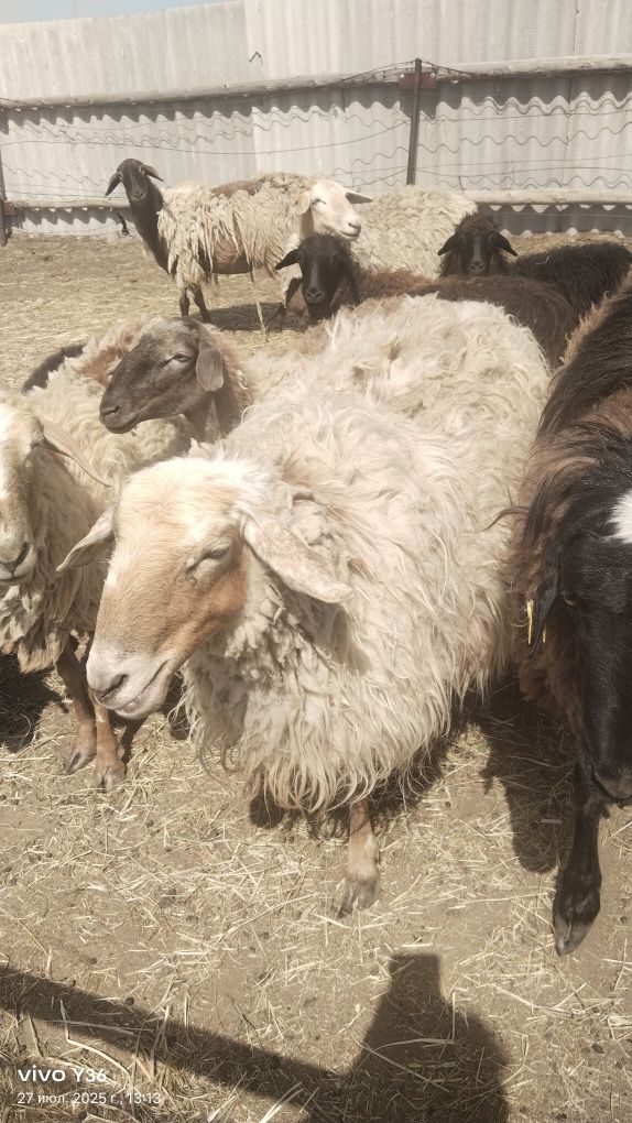Продам овцу район птичника