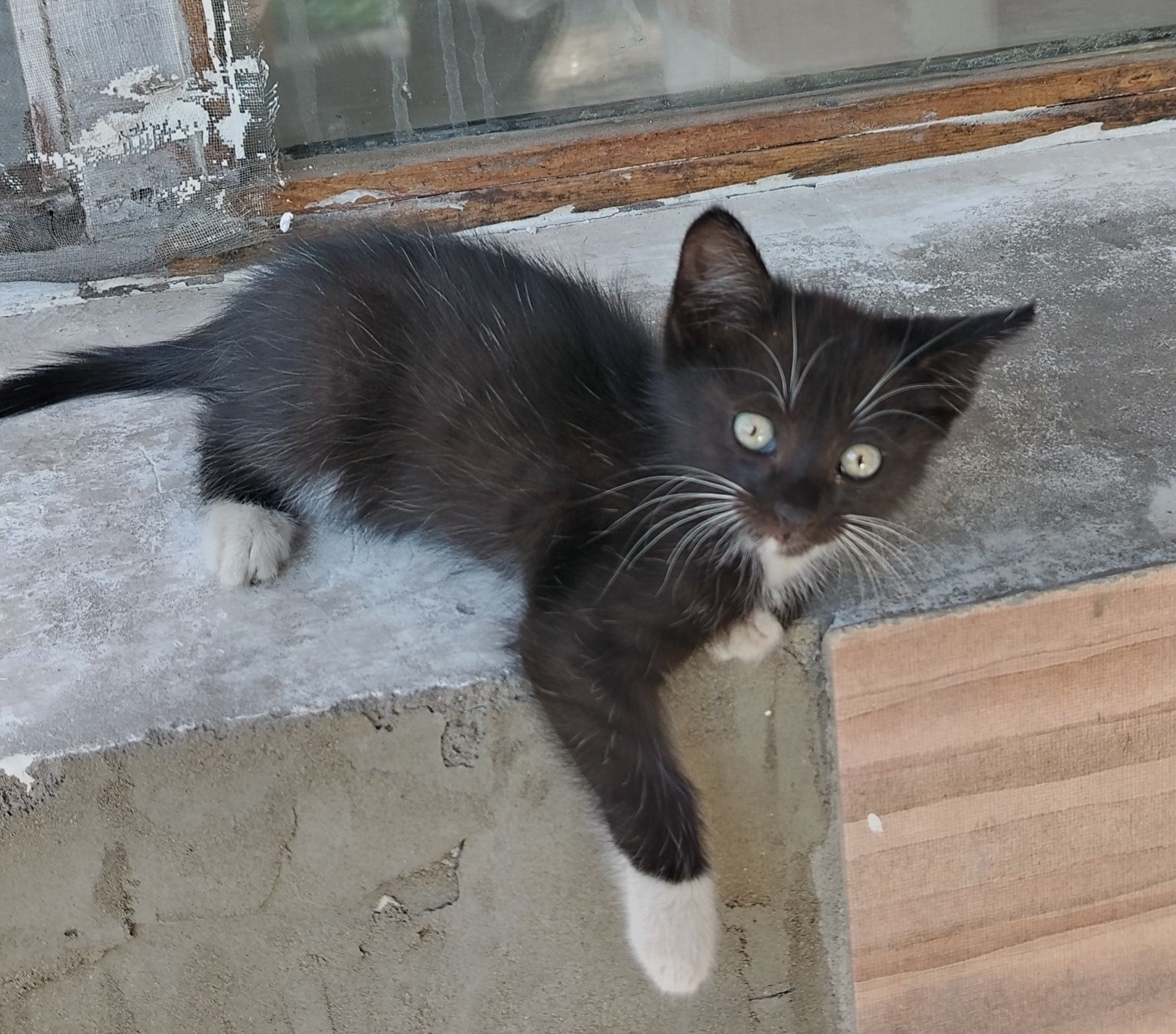 Котенок (девочка)