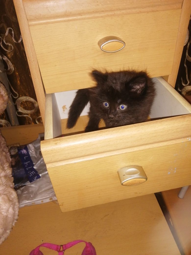 Отдам котят в хорошие руки