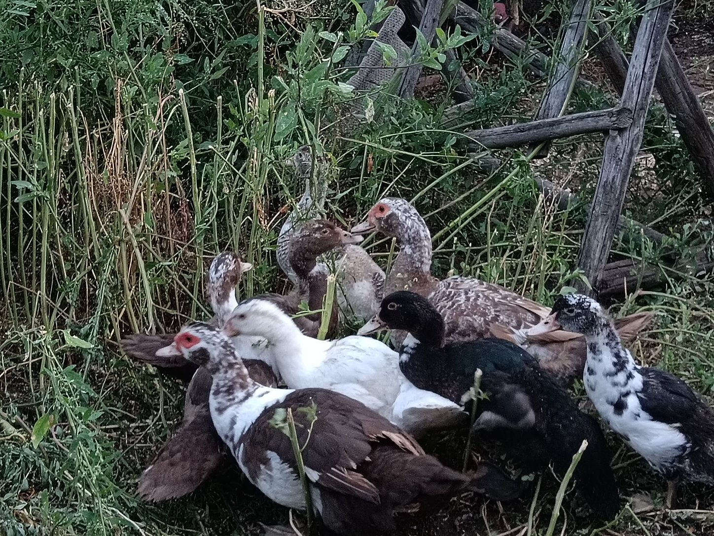 Продам индоутят (8шт)