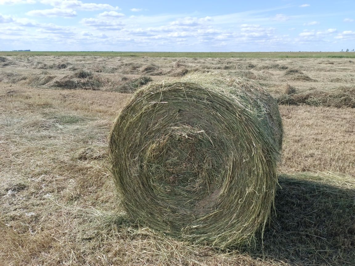Продам сено в рулонах  луговое разнотравье.