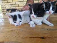 Котята мальчикиии