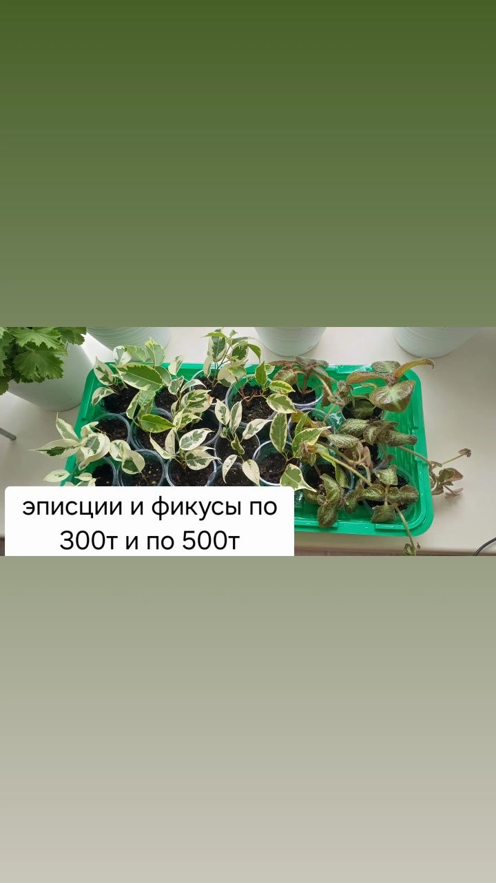 Продам цветы комнатные