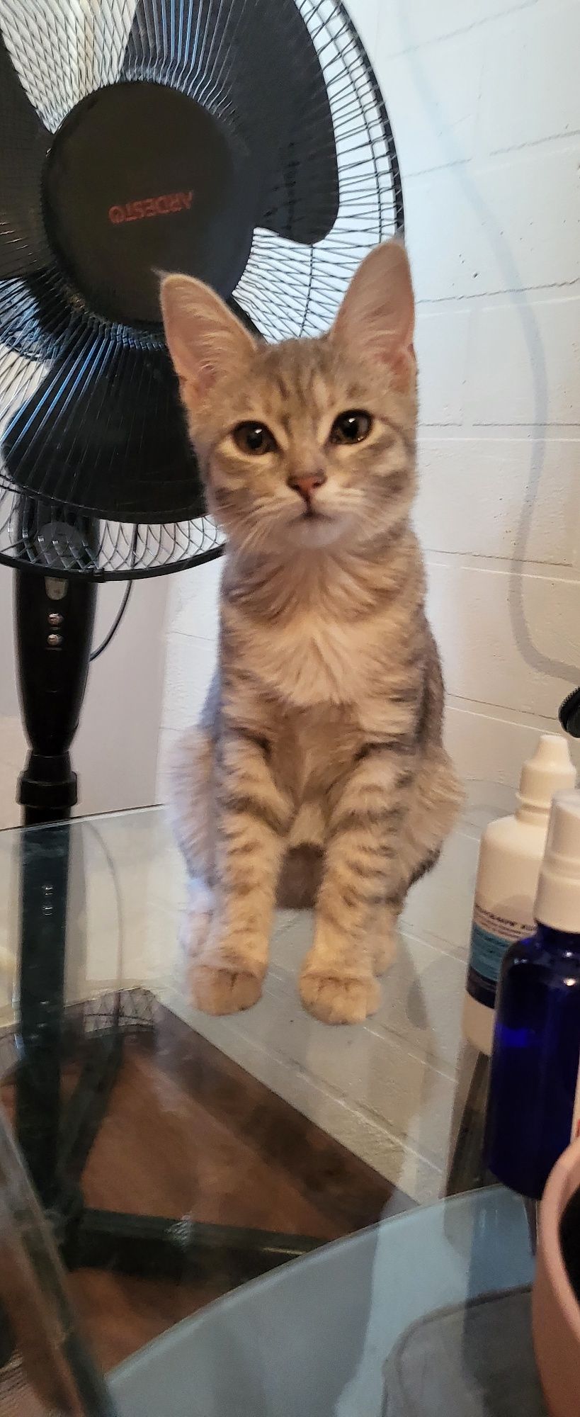 Отдам котят в хорошие руки
