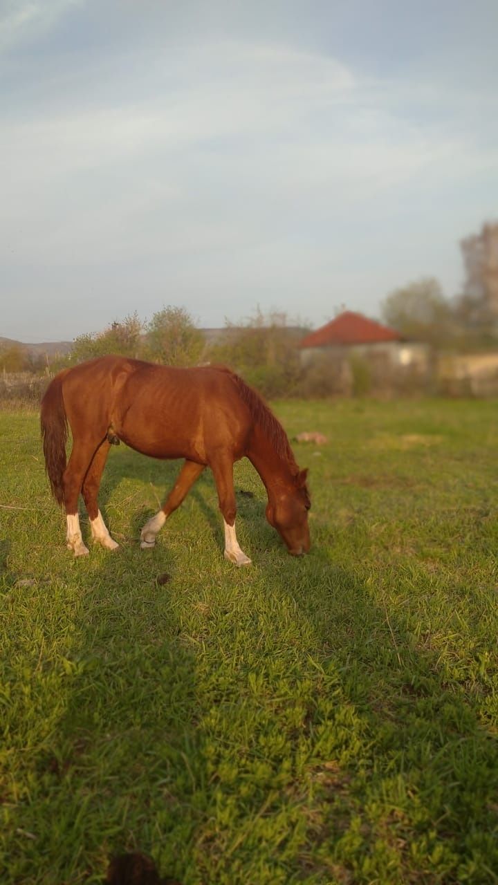 Продаётся конь. Здоровый, выносливый, ухоженный