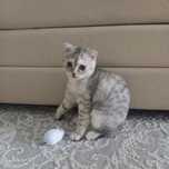 Кошка виолончель ухая