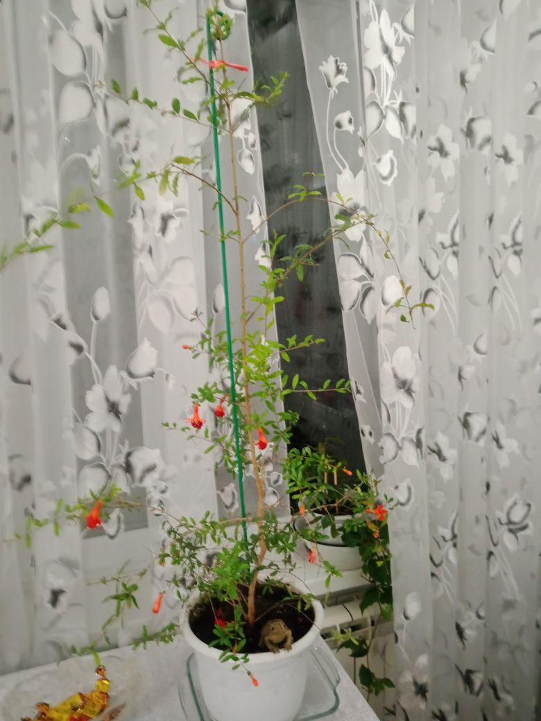 Декоративный гранат.