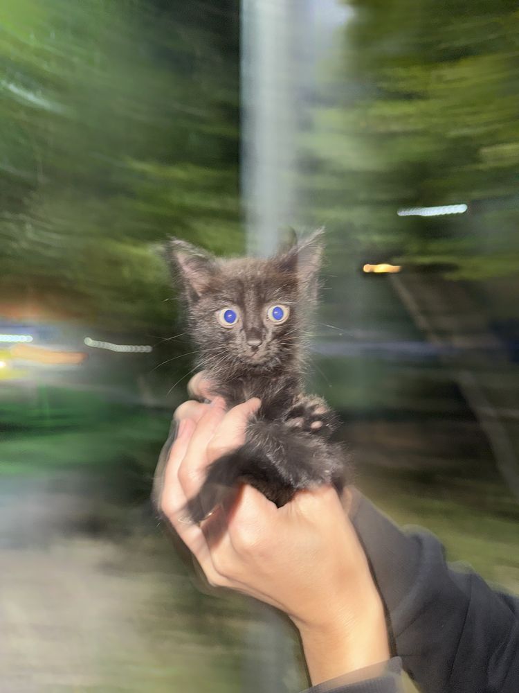 Котята ищут дом