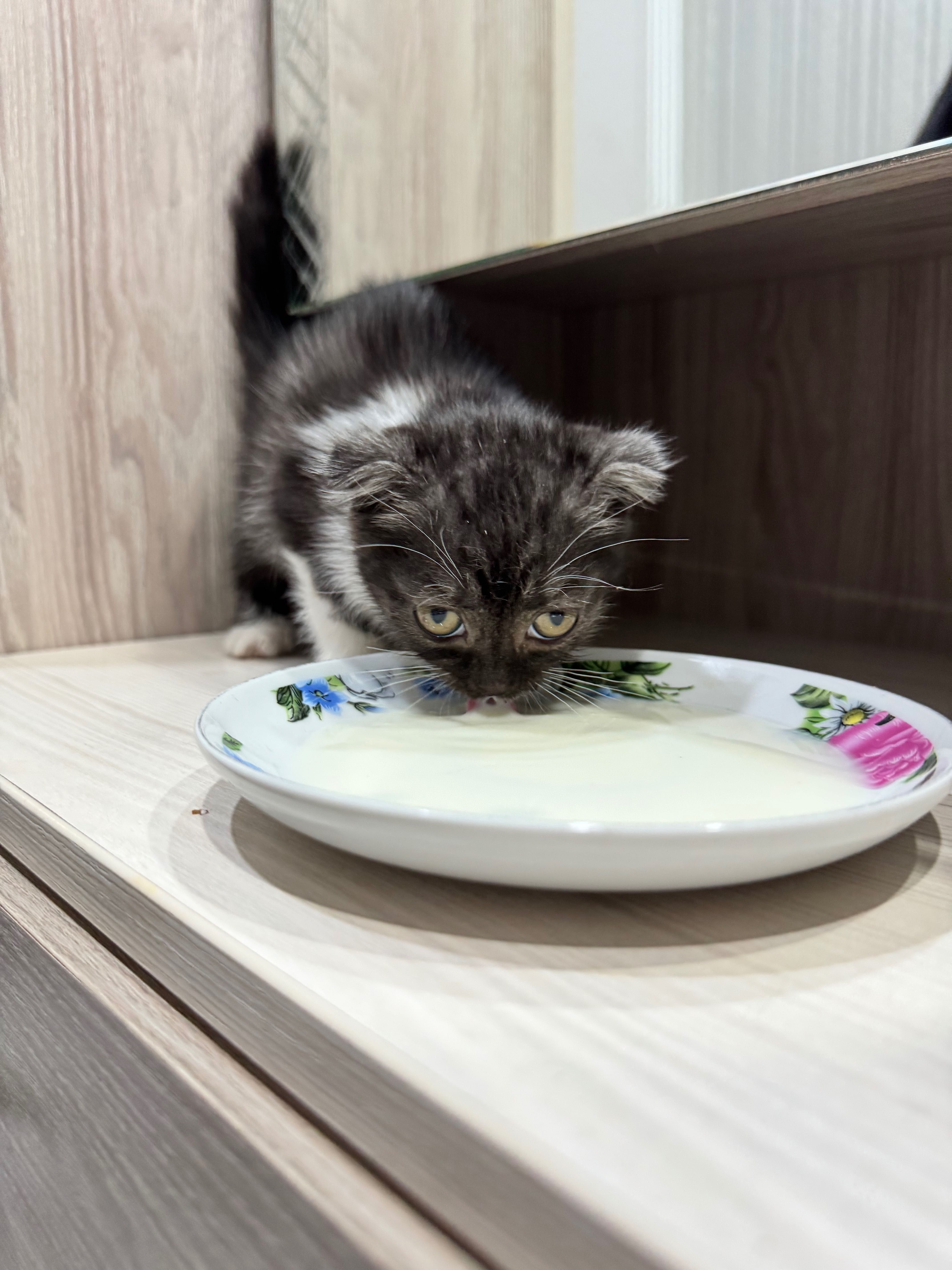 Котенок в добрые руки