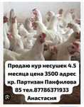 Продаю кур несушек белые