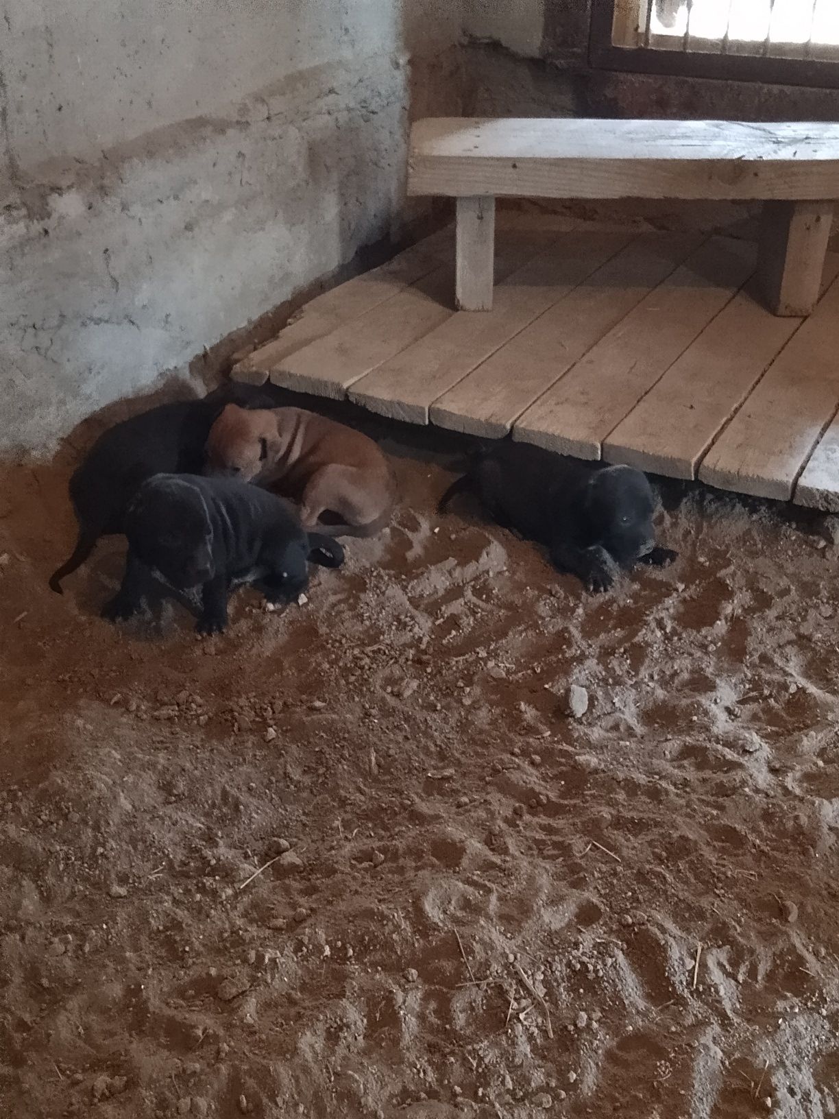 Щенки питбуля на продажу