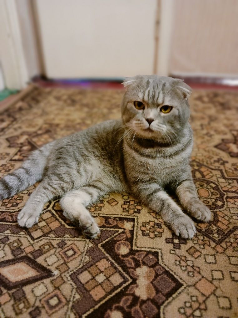 Шотландец вислоухий ищет подружку