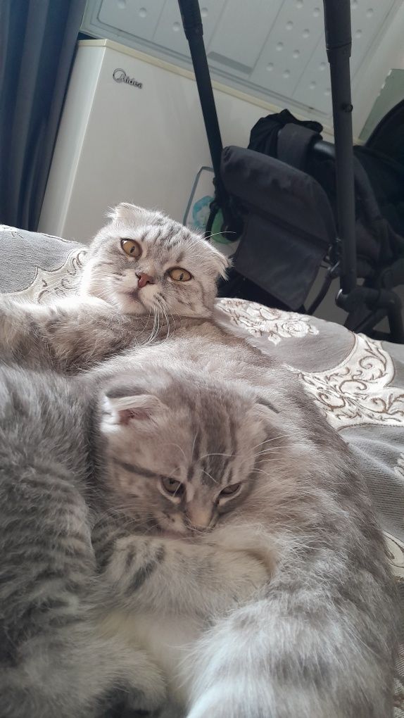 Британские кошки