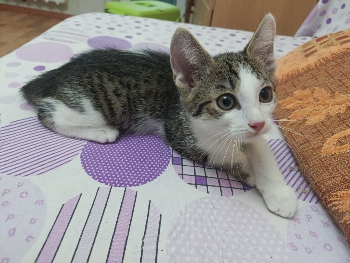 Котята в надёжные ручки